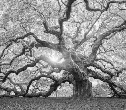 gnarly tree