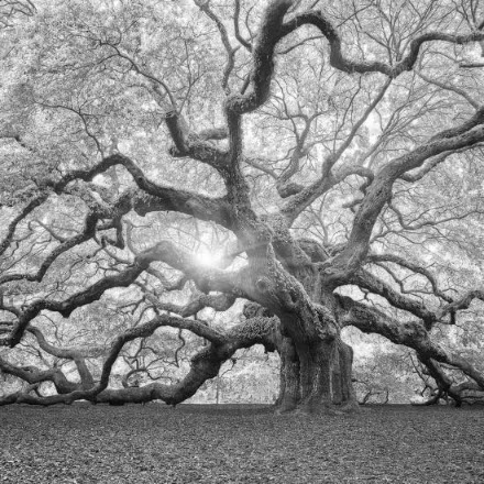 gnarly tree