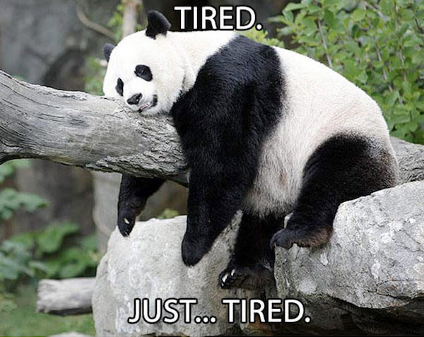 tired panda